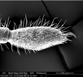Media type: image;   Invertebrate Zoology 134641